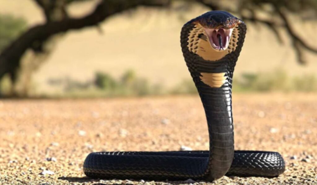 100x More Poisonous Creature Than Cobra