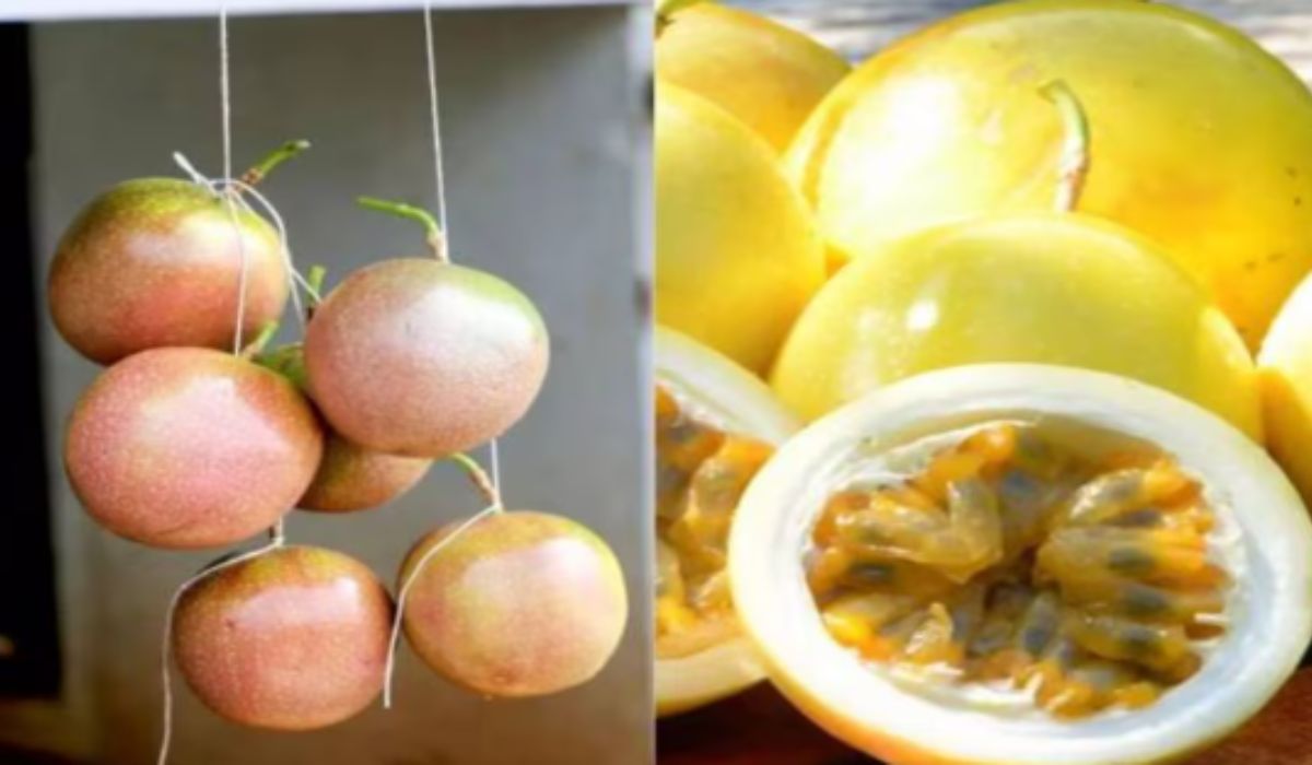‘Banke Bihari’ Fruit is a Panacea For Diabetes: ब्लड शुगर करे कंट्रोल, वजन घटाने में भी फायदेमंद