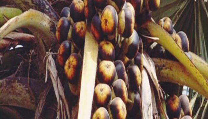 Tarkun Benefits