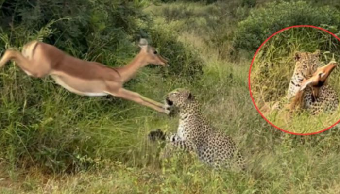 Leopard attacks deer in the air