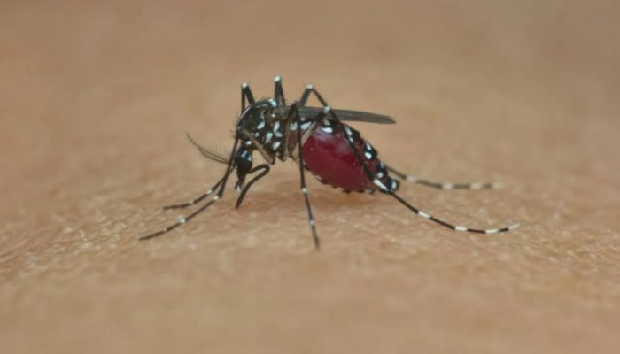 Chikungunya